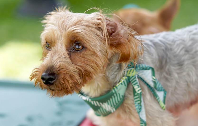 All our dogs are required to be up to date with their vaccinations, they have been temperament tested, and our team is very attentive and responsive.