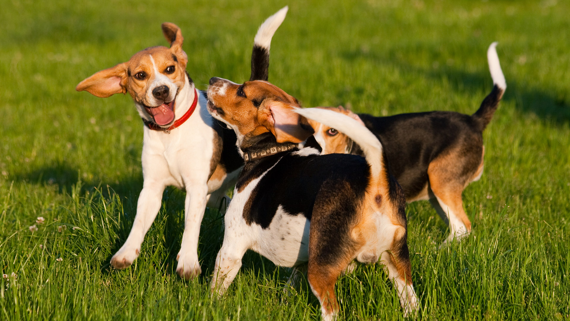 Doggy Daycare service