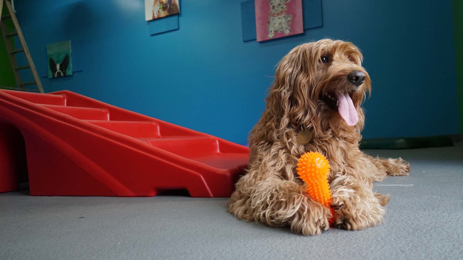 Dog Boarding Social Pawz