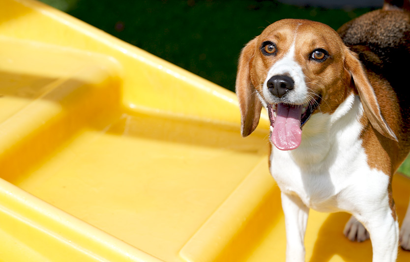 Making sure your dog is having a good time is important to us. We want your dog to love coming to Social Pawz, and our facility’s features allow us to make daycare fun for them.