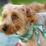 Dog daycare for small dogs - Social Pawz