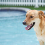 Dog daycare with a pool - Social Pawz