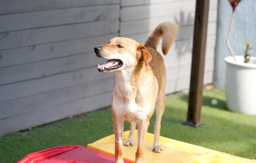 Drop off your dog in our stand-alone facility, with indoor and outdoor play areas, where they’ll have space to run, swim, interact with other dogs, and more!