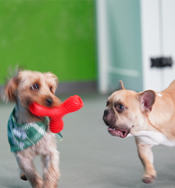 Dog Daycare