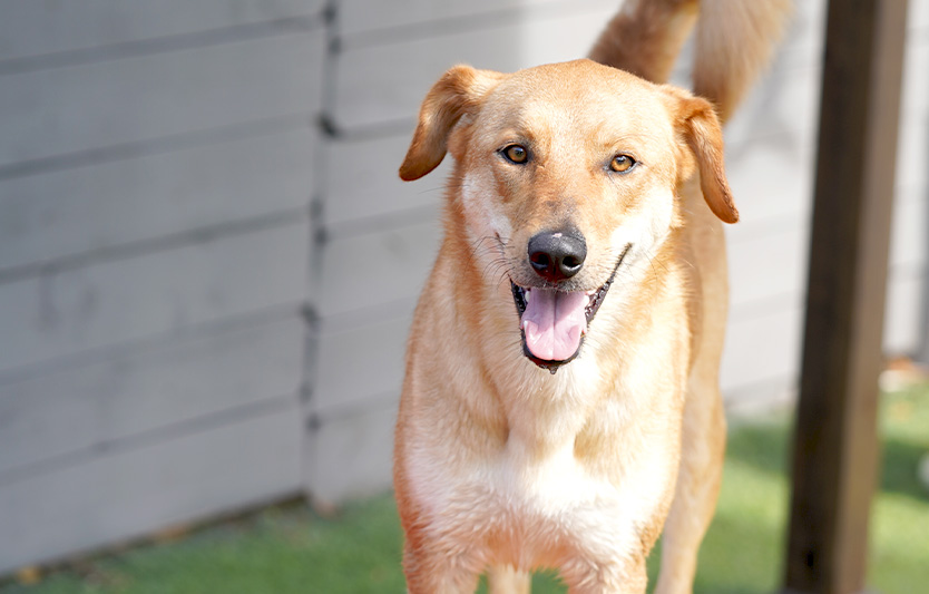 Making sure your dog is having a good time is important to us. We want your dog to love coming to Social Pawz, and our facility’s features allow us to make daycare fun for them.