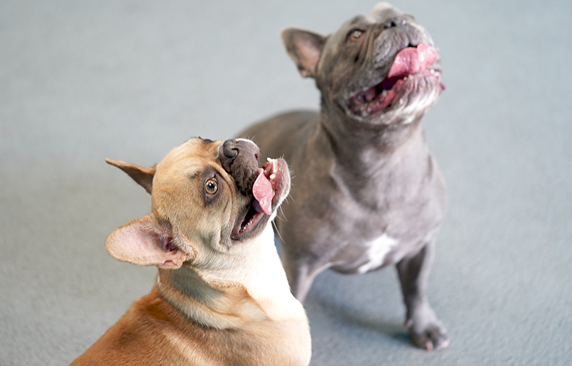 Drop off your dog in our stand-alone facility, with indoor and outdoor play areas, where they’ll have space to run, swim, interact with other dogs, and more!