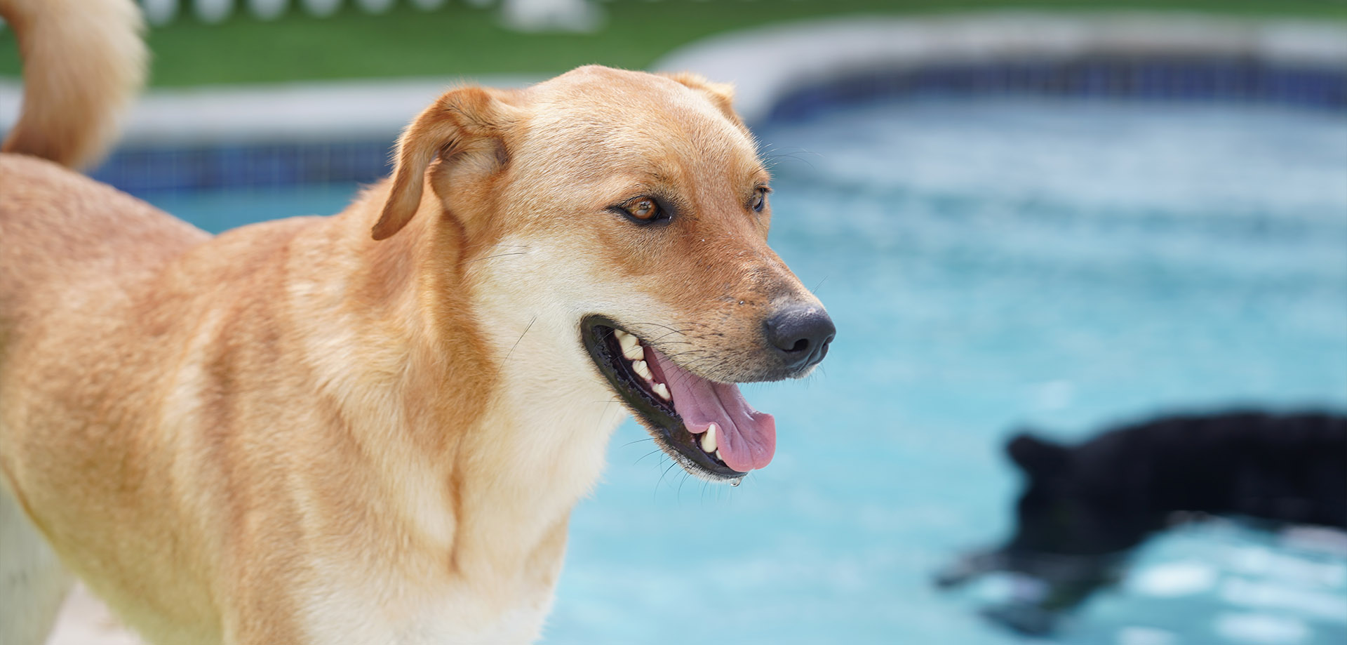 dogs playing in a pool