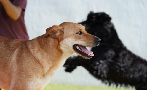 4 benefits of a dog daycare center