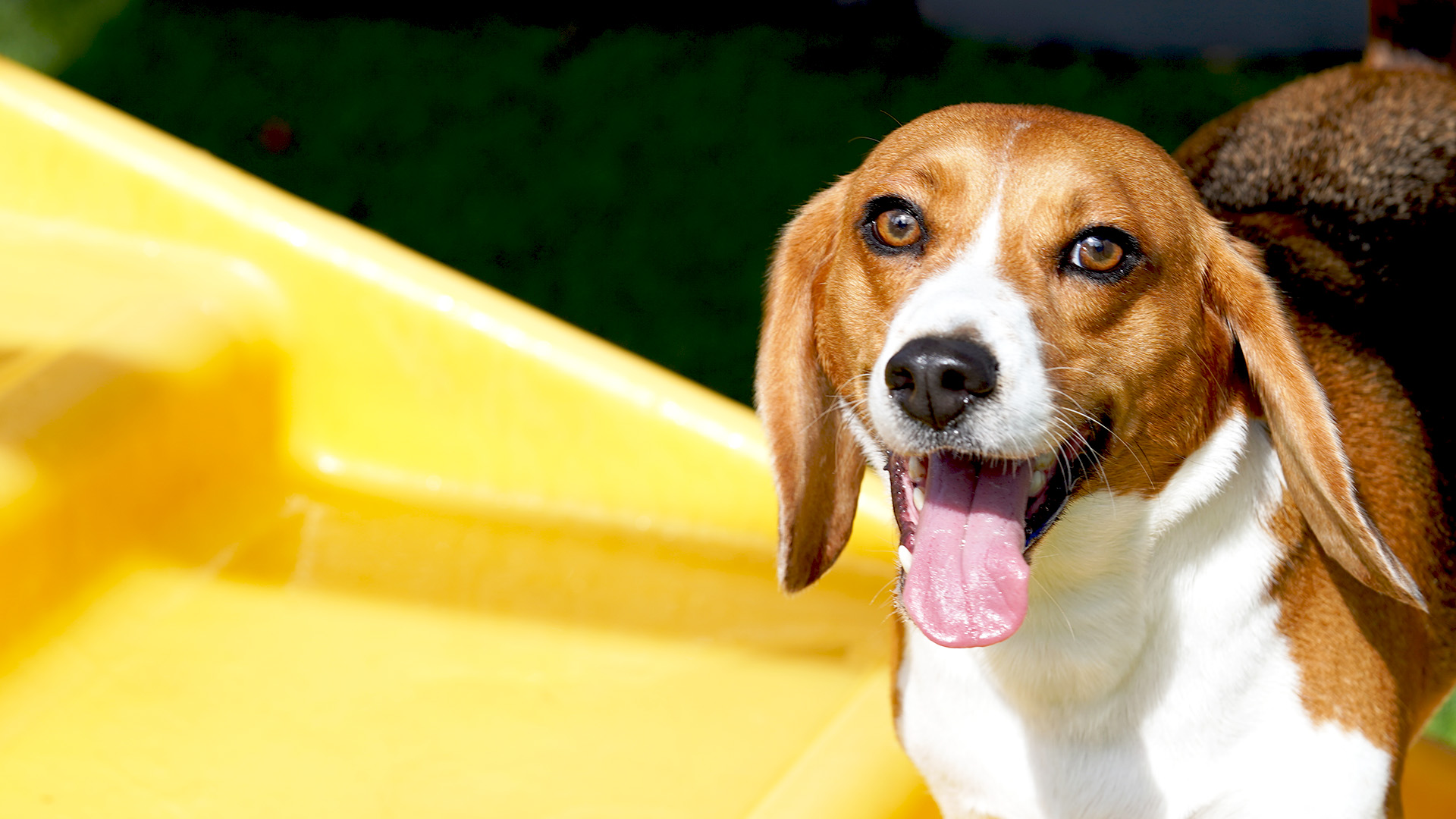 Dog Boarding Near Fort Lauderdale Airport