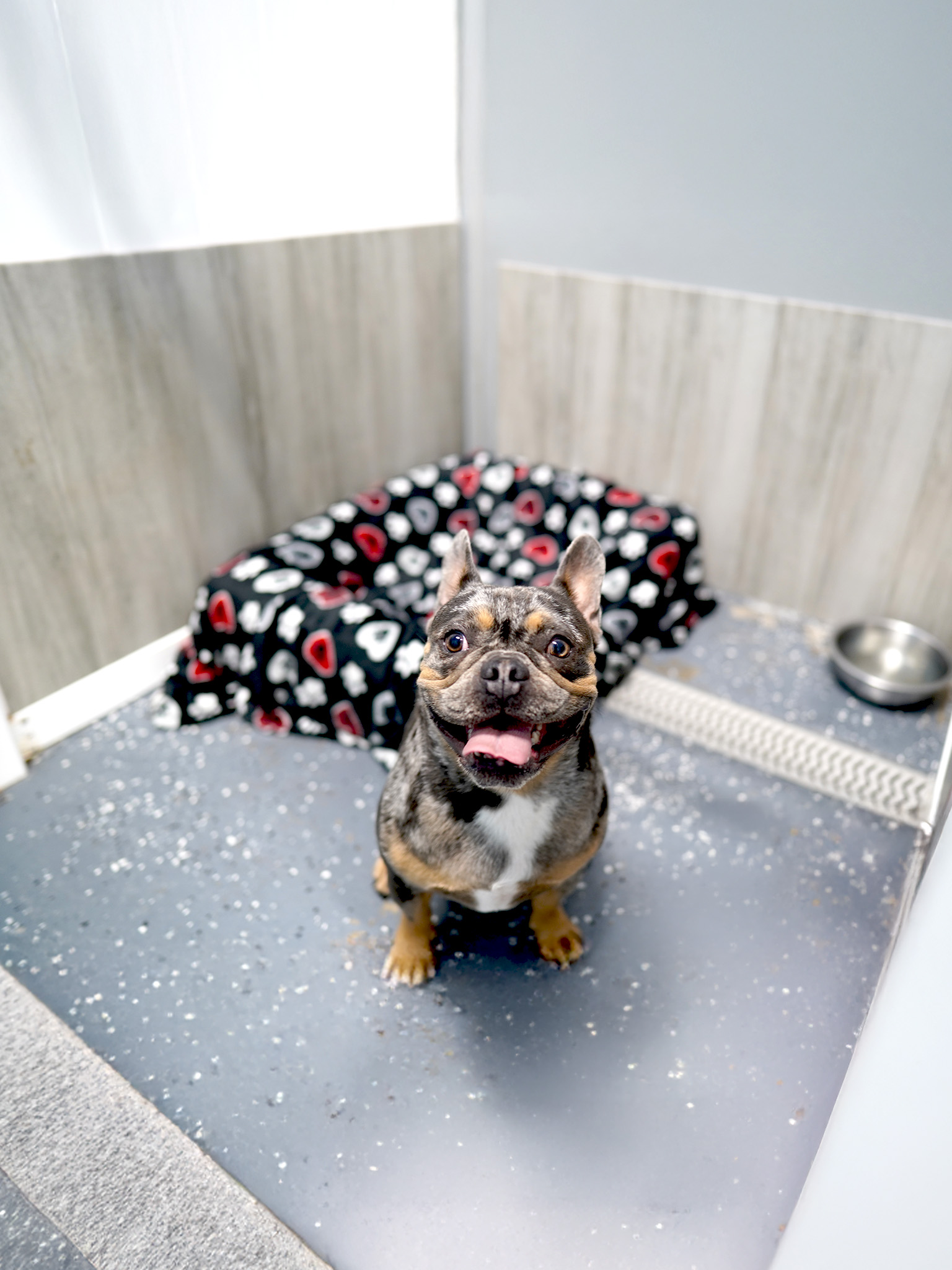 Dog Boarding in large kennel Dog Boarding in large kennel