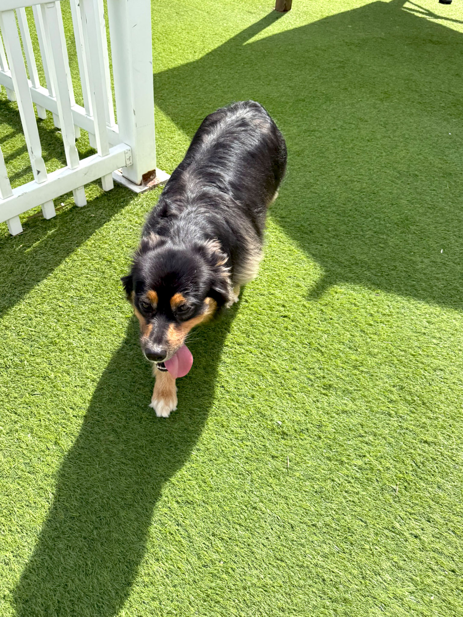 Social pawz dog daycare and boarding