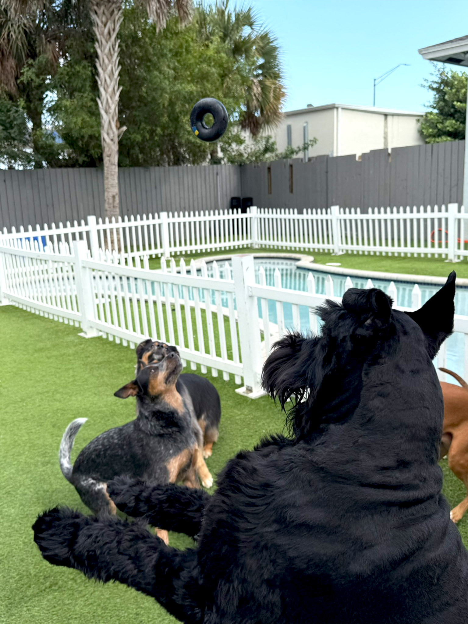 dog daycare near sunrise fl