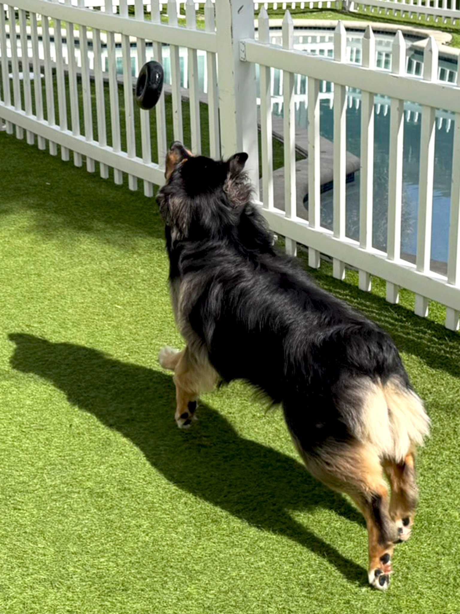 dog playing during outdoor play in dog daycare