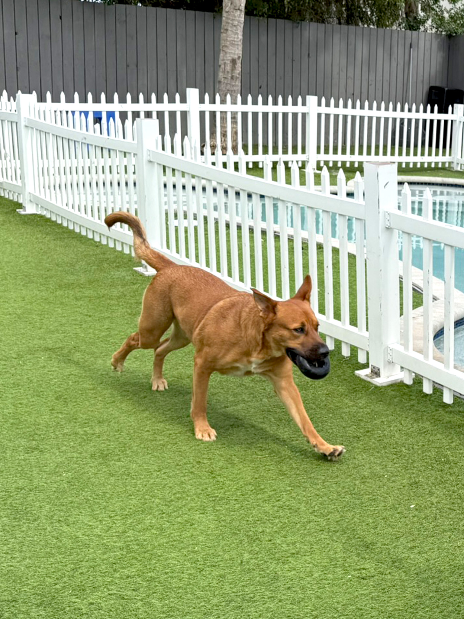 dog playing fetch during dog daycare