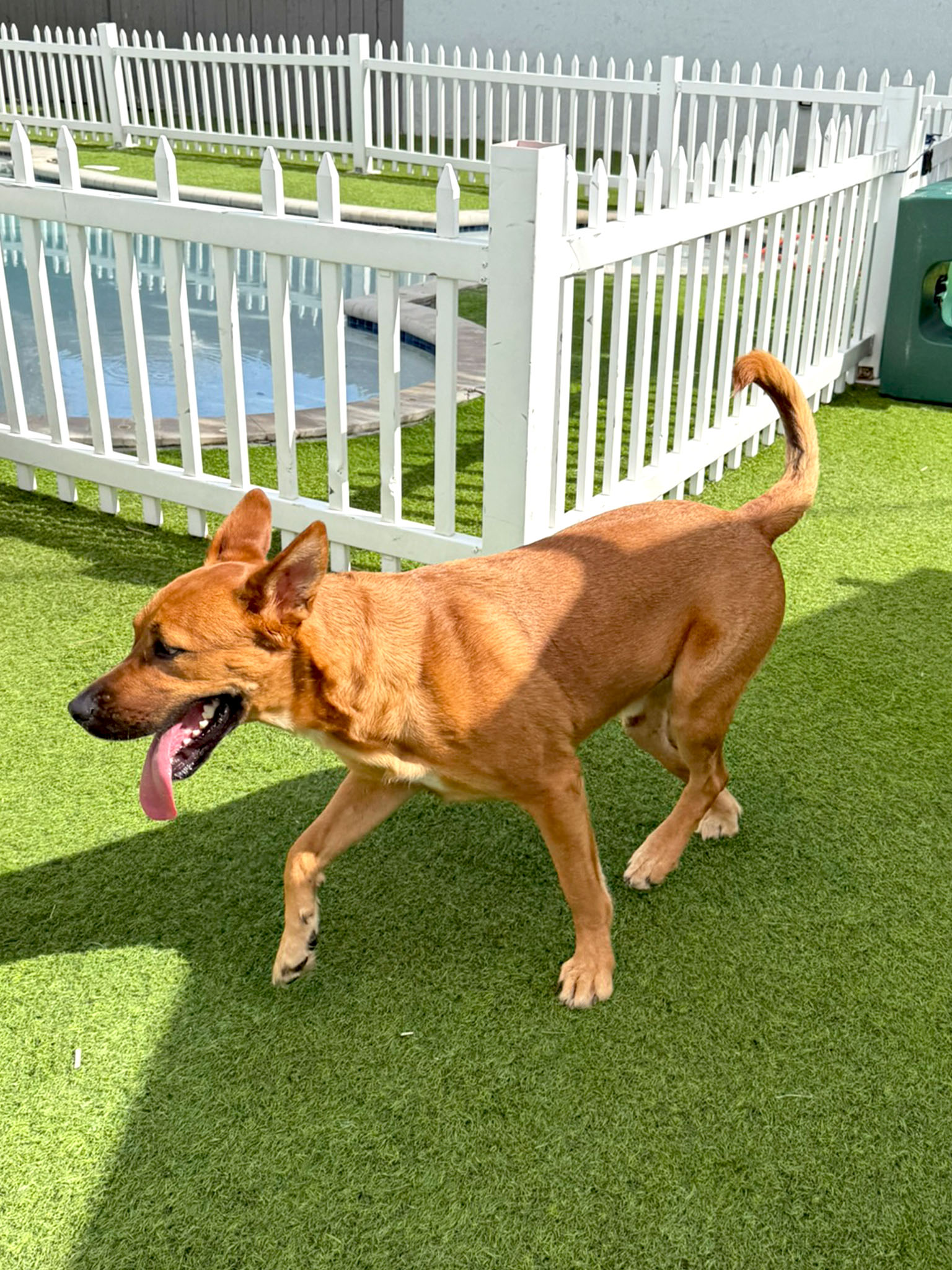dog running and playing during dog daycare
