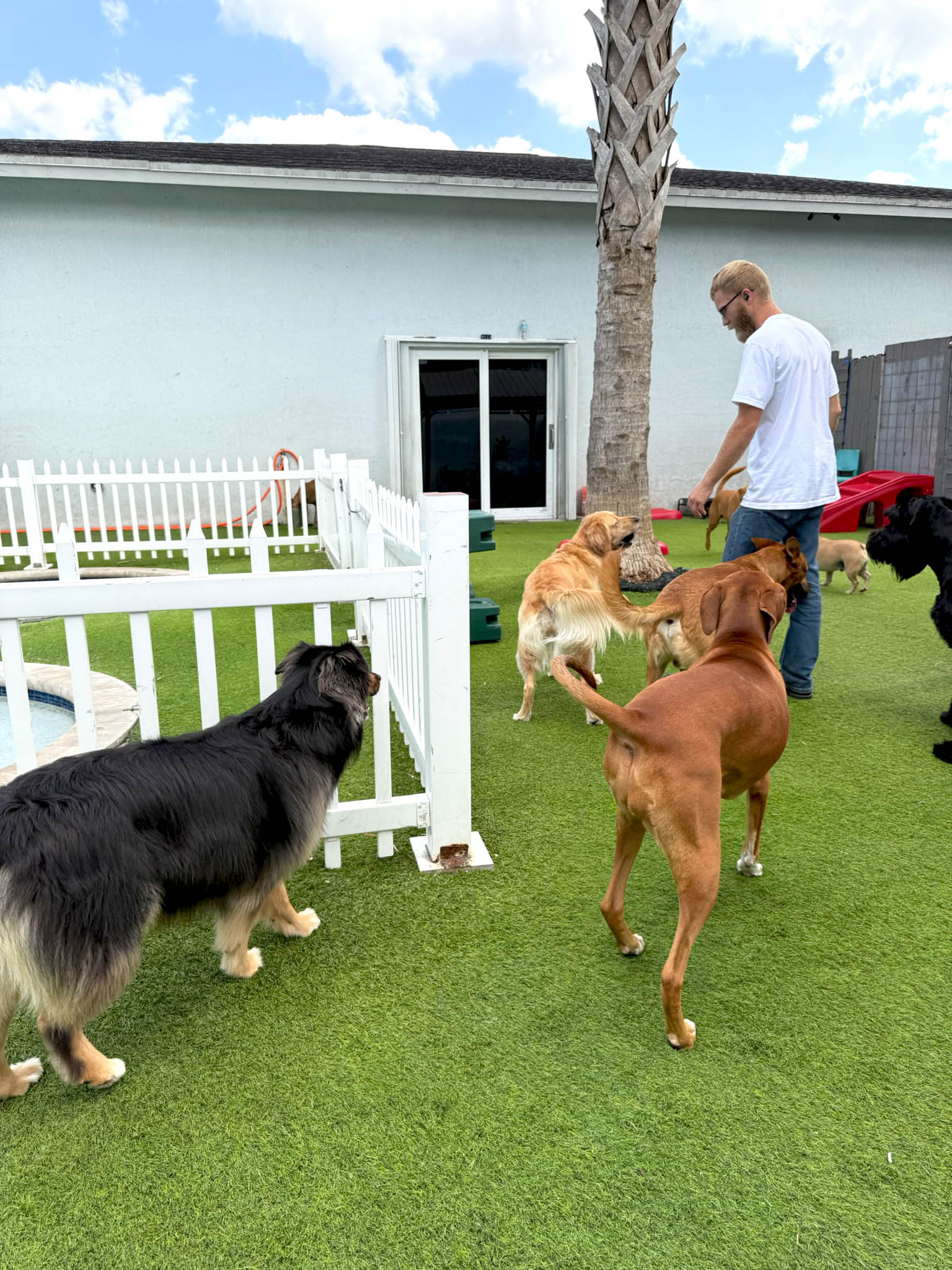dogs playing together