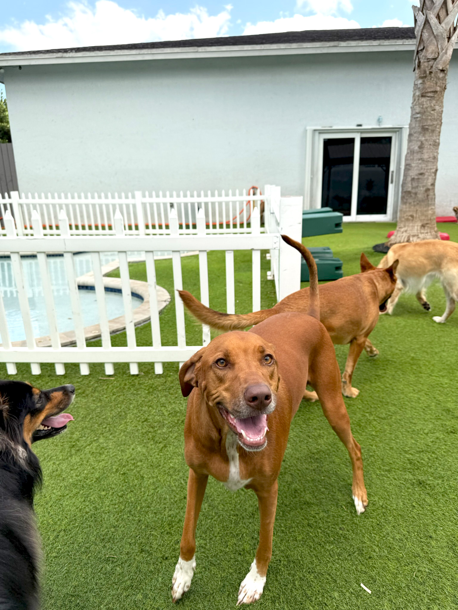 dogs socializing during dog daycare play session