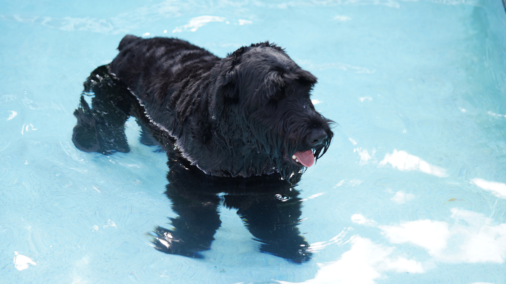 Dog pool for elderly dogs Dog pool for elderly dogs