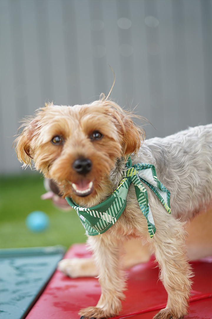 dog daycare near Wilton Manors FL dog daycare near Wilton Manors FL