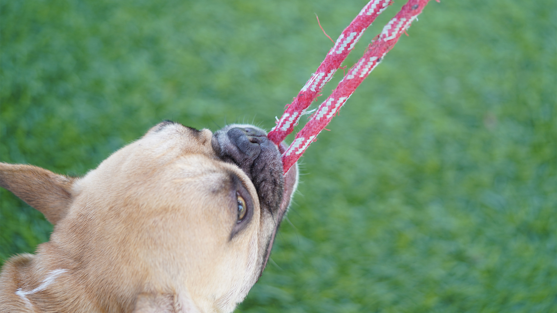 5 Questions to Ask When Looking for a Dog Daycare 5 Questions to Ask When Looking for a Dog Daycare