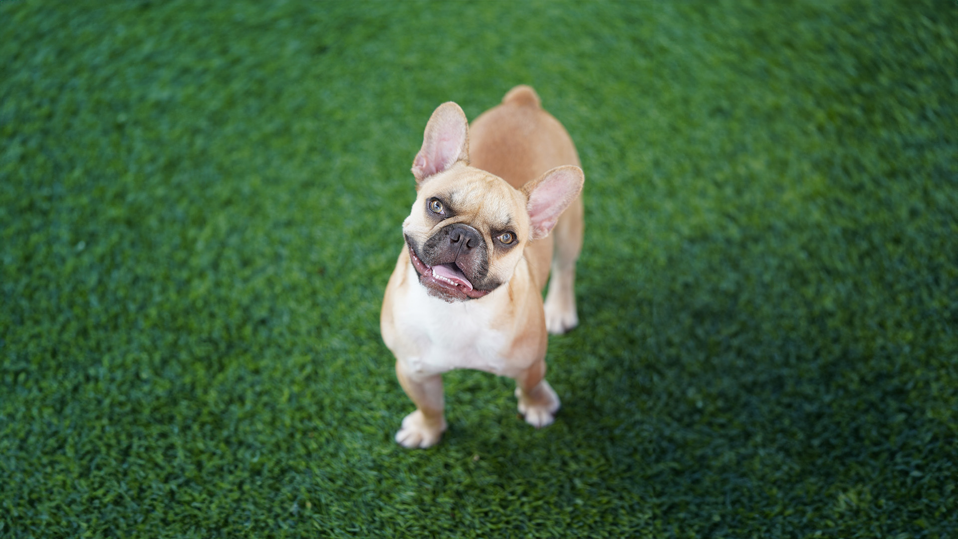 Dog Boarding and Training Programs in Fort Lauderdale - Social Pawz