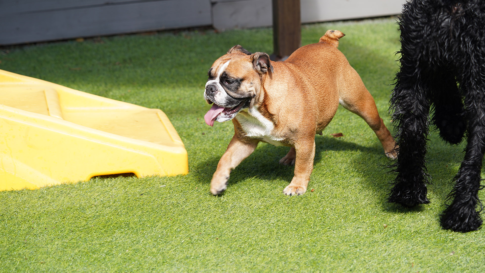 Dog daycare for small breeds - Social Pawz