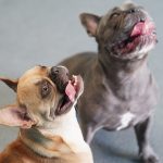 Small dogs playing - Social Pawz