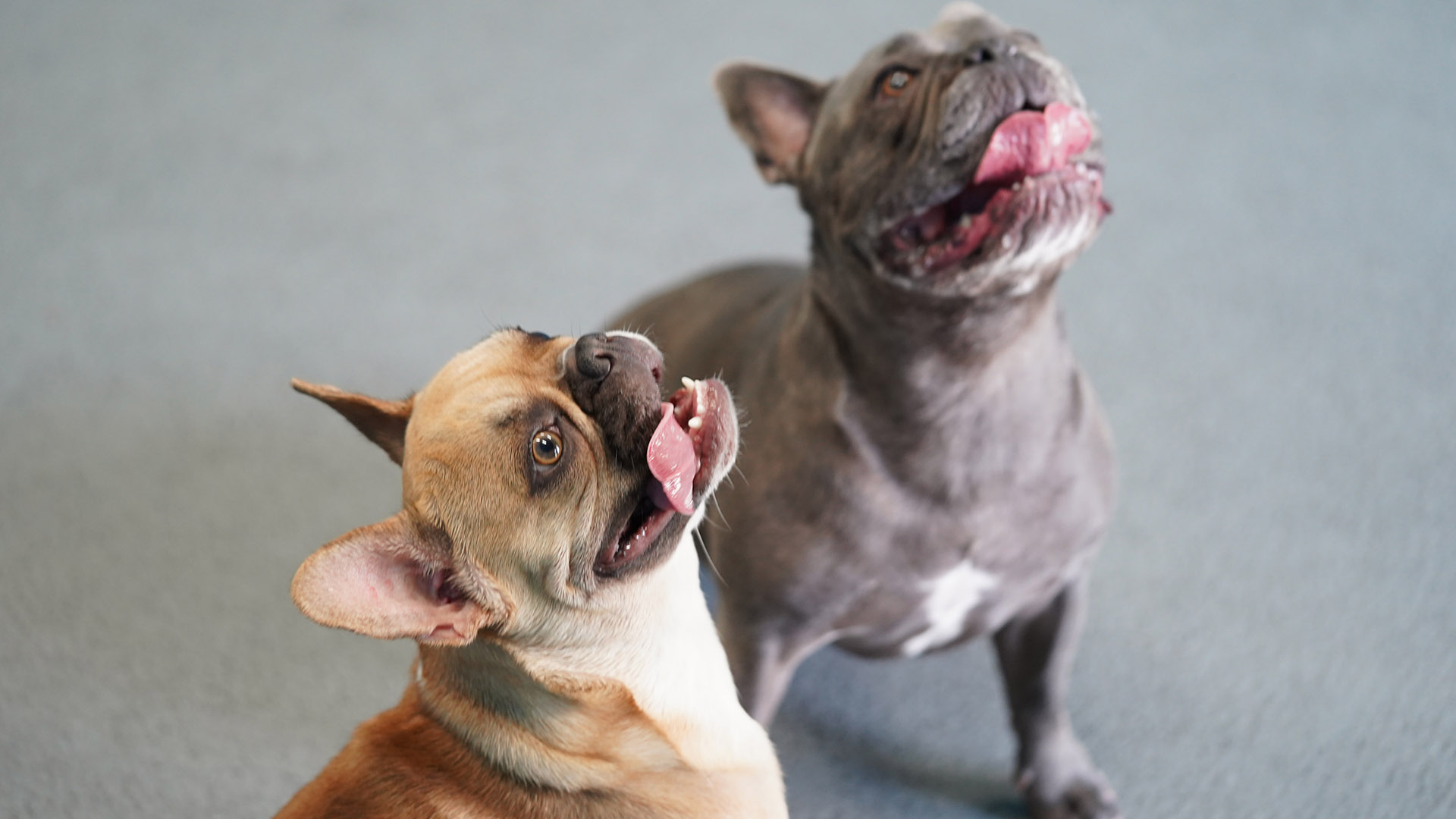 Small dogs playing - Social Pawz