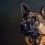 TSA Canine Dog Boarding Services - Social Pawz