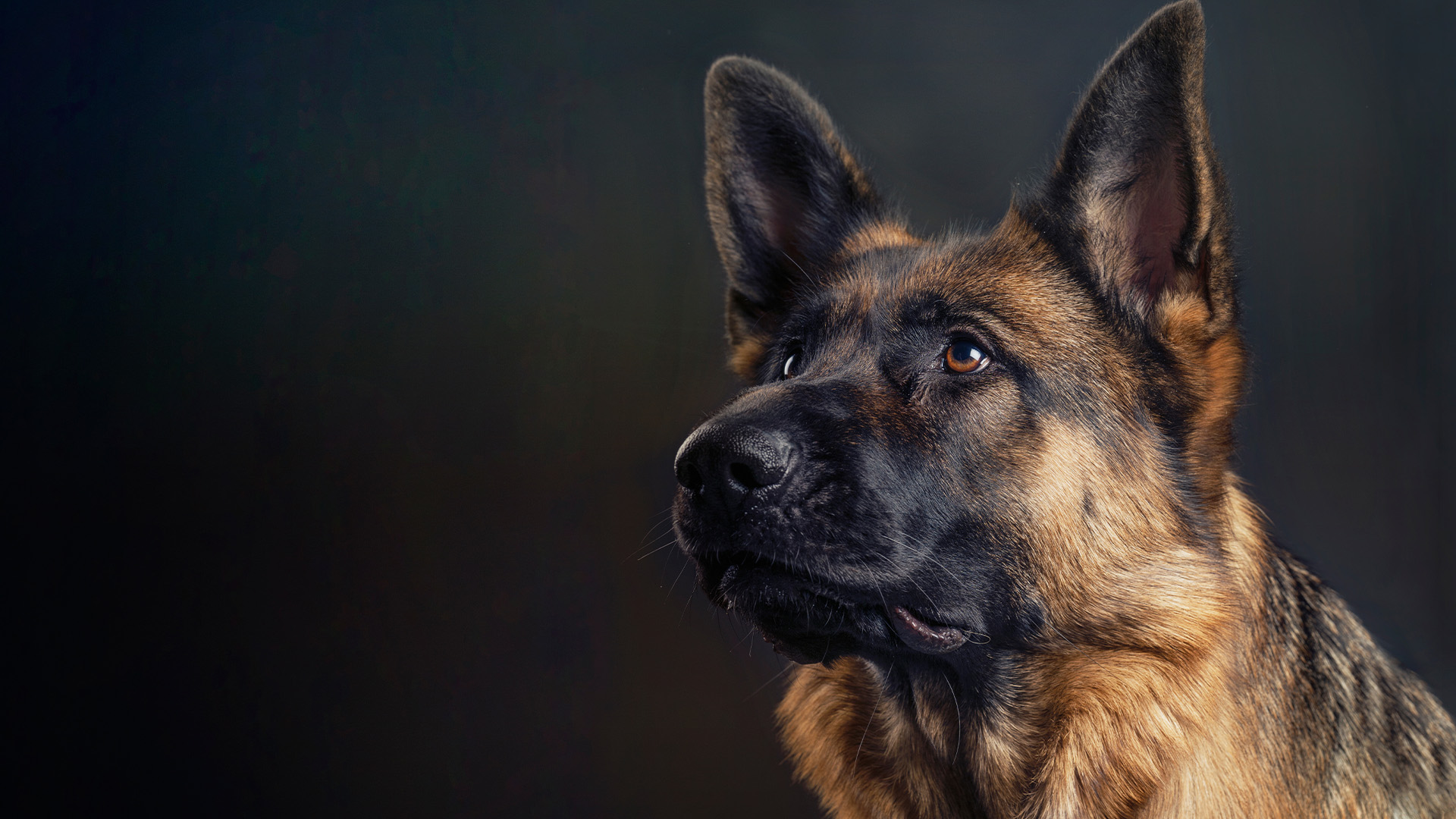 TSA Canine Dog Boarding Services - Social Pawz