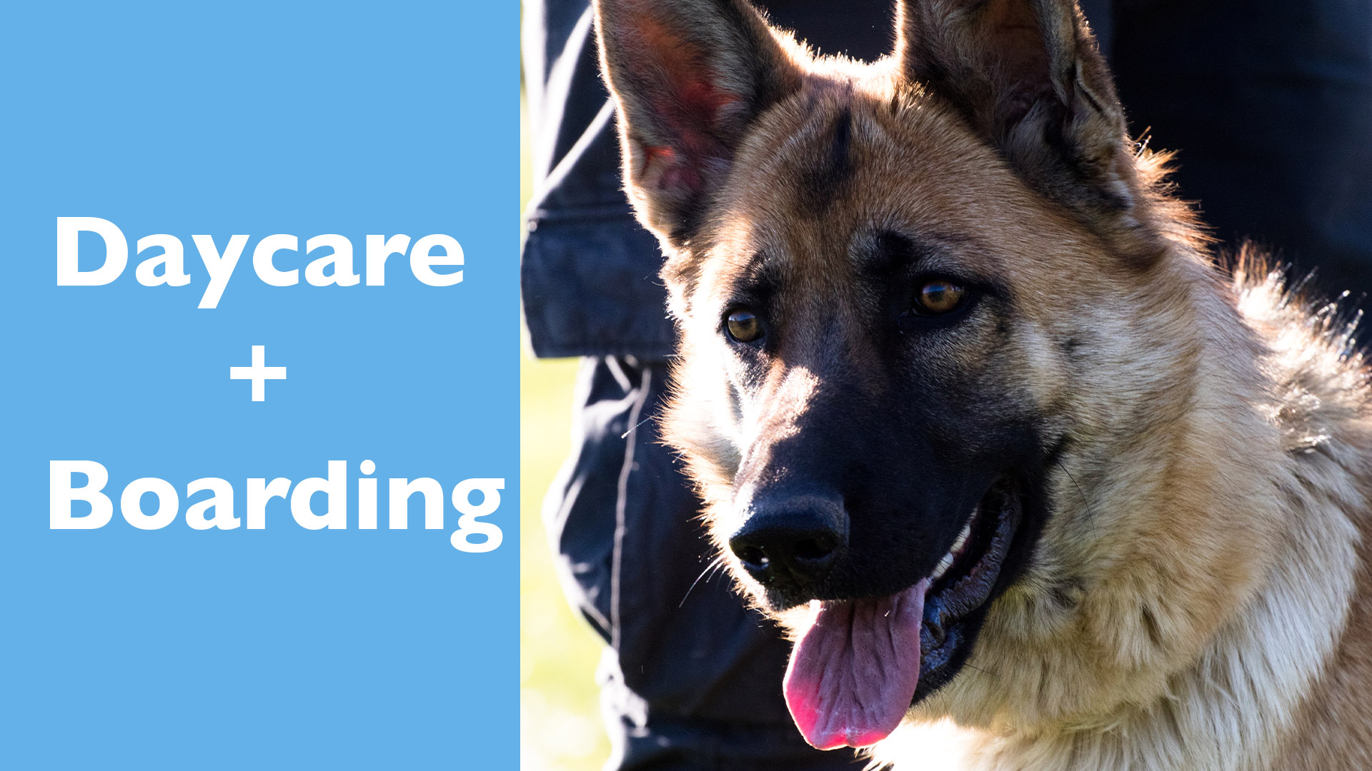 Working dog daycare and dog boarding