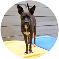 Small brown dog with a white chest standing on a yellow and blue plastic pool surface in front of a wooden fence.
