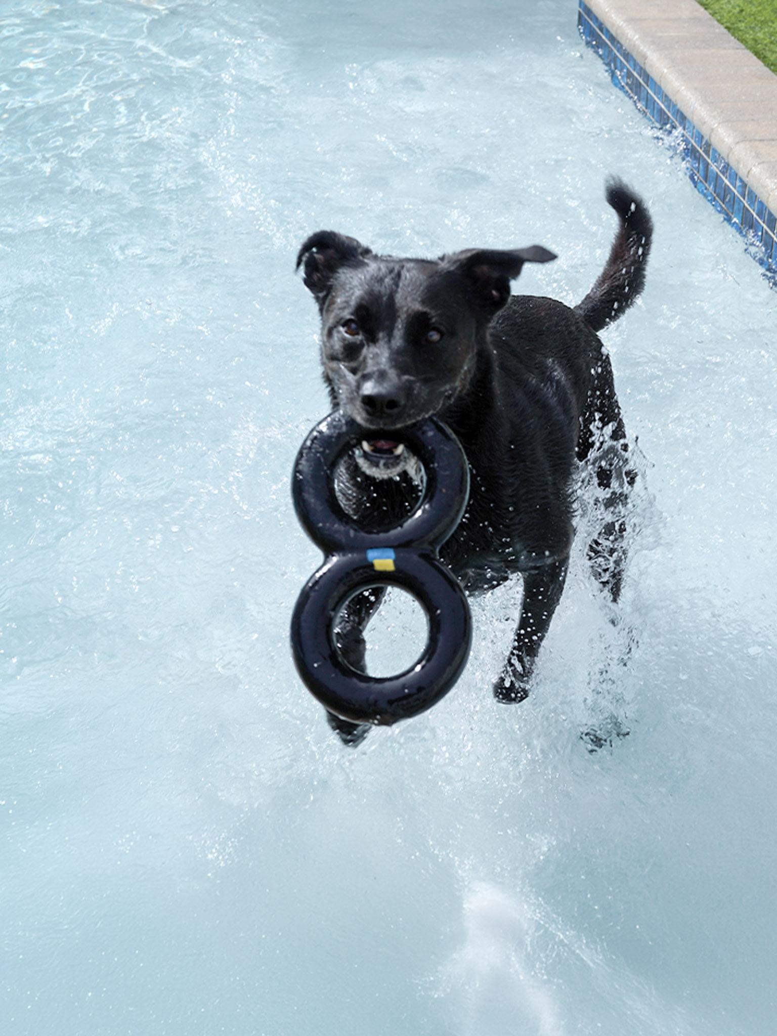 Black dog in a pool carrying a circular ring toy in its mouth while splashing water around him.