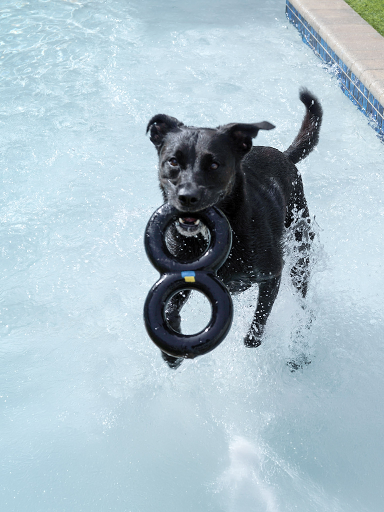 Black dog running through a swimming pool with a circular ring toy in its mouth, splashing water.
