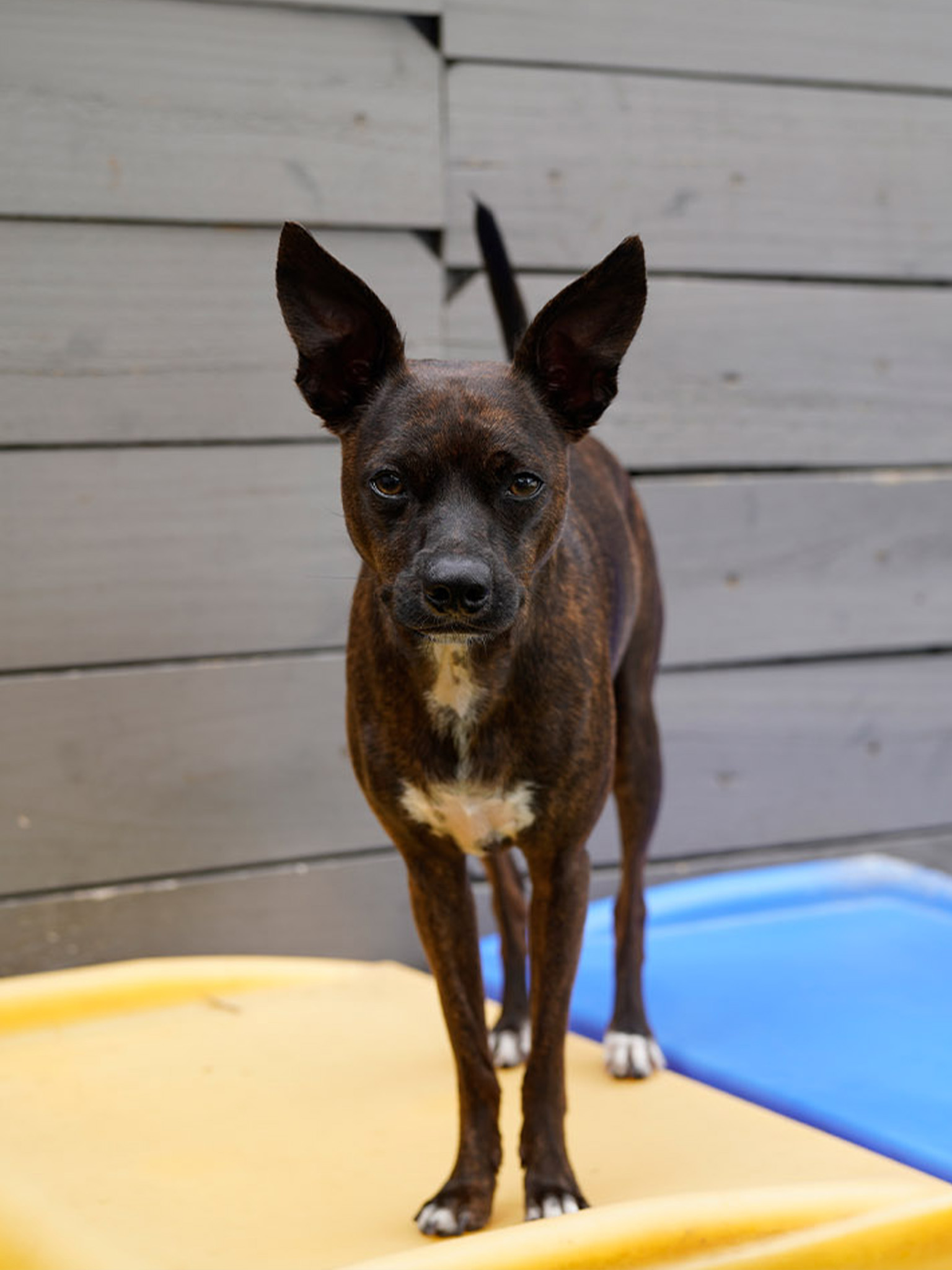 Brindle dog with upright ears standing on yellow and blue boards, facing the camera outdoors.