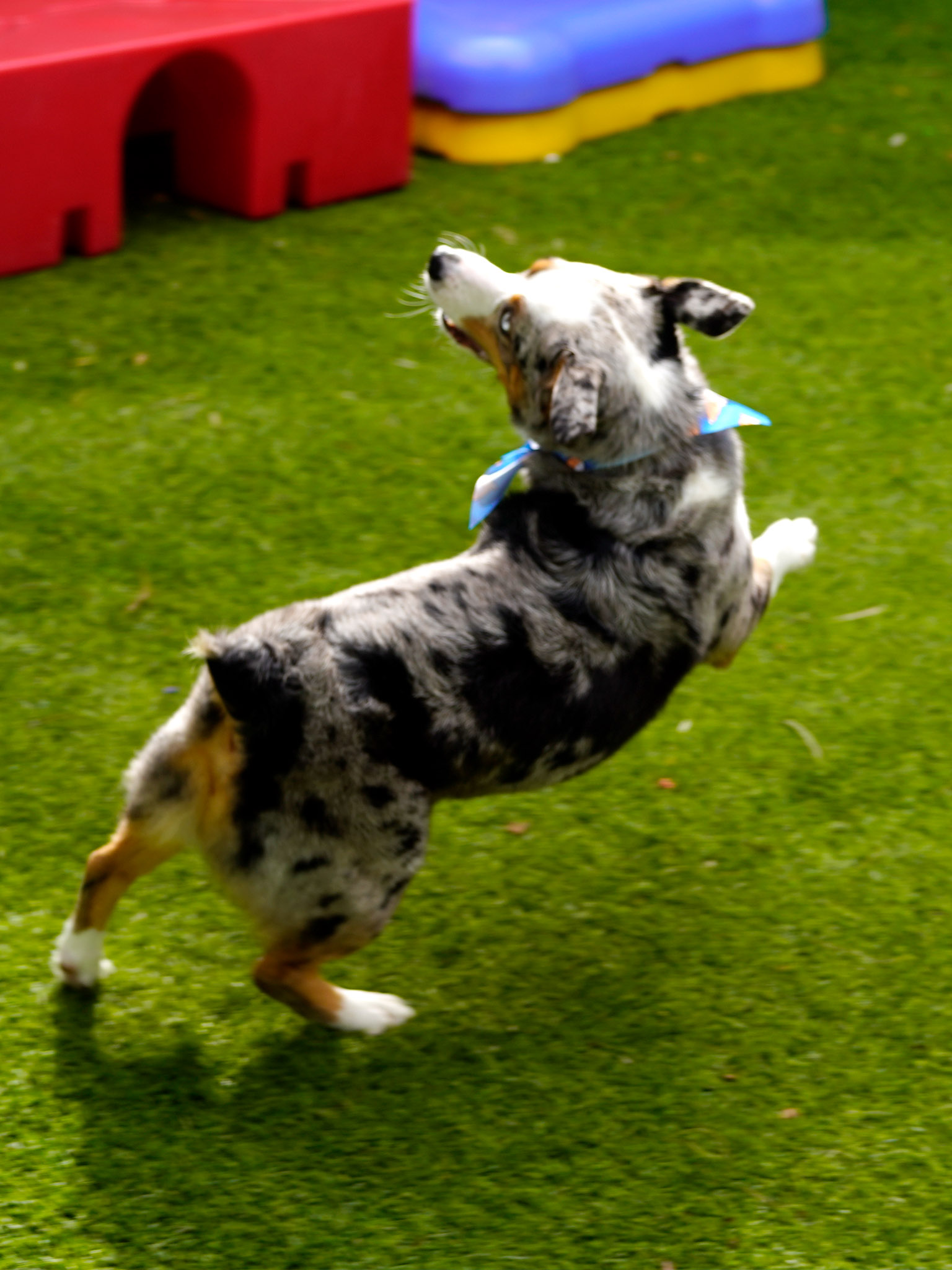 Australian shepherd mix running on grass with a blue scarf, blurred playground equipment in background due to motion blur