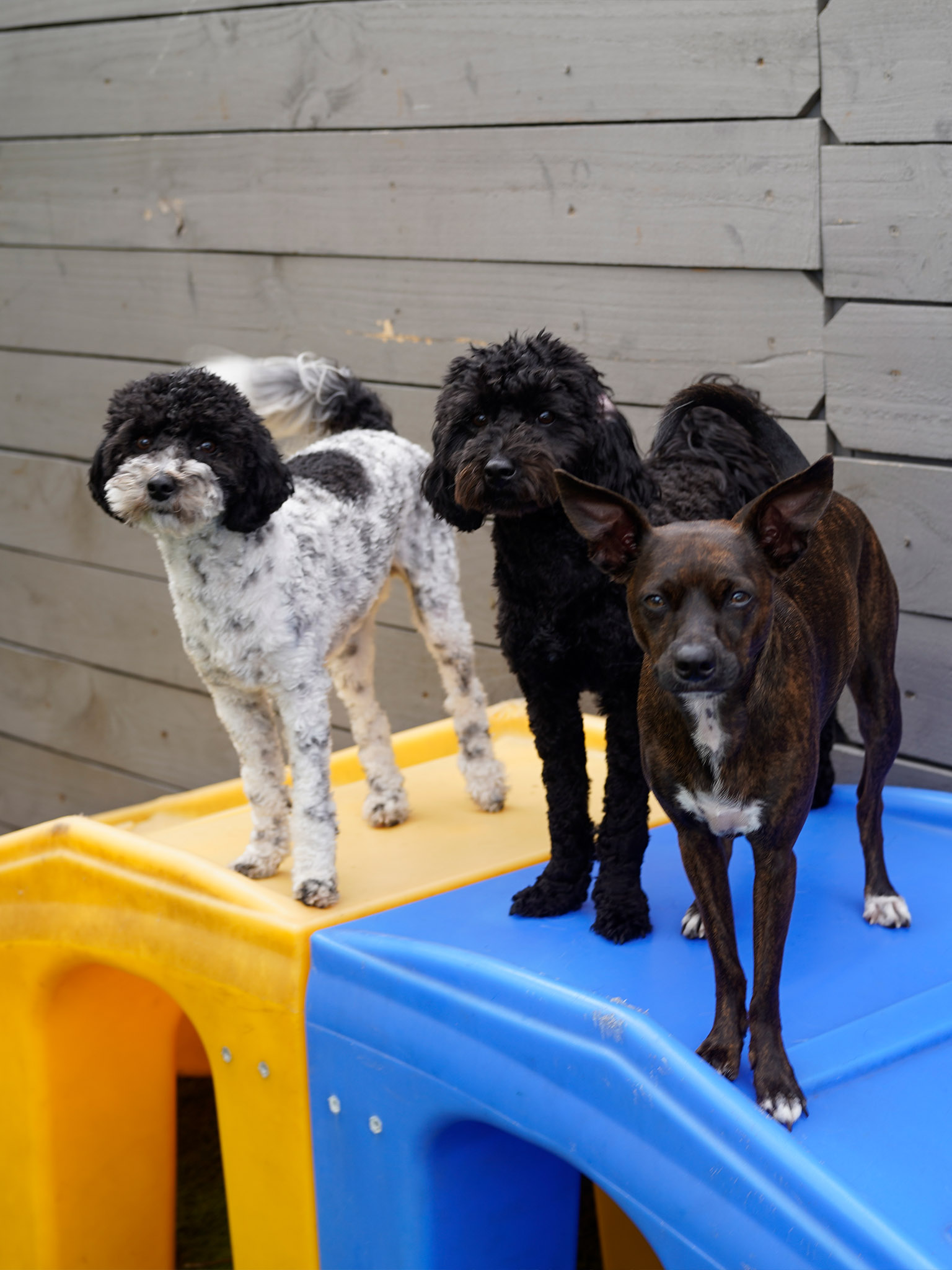 Three dogs stand on a yellow and blue plastic play structure outdoors, with a wooden fence behind them.